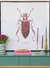 Cuadro Insecto Magenta - comprar online