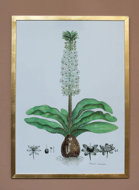 Cuadro Bulbo N° 4 - comprar online