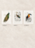 Cuadro Aves de Colores - tienda online