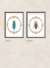 Cuadro Insectos Vintage - comprar online