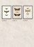 Cuadro Colección Mariposas - Agustina Cerato