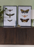 Cuadro Colección Mariposas - comprar online