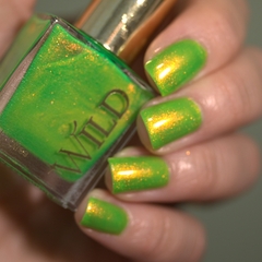 Imagem do Pingo-de-ouro
