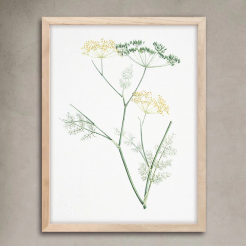 CUADRO BOTANICO VIII VI-6