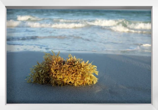 Celina Eslava. Tumbleweed, 60 x 90 cm