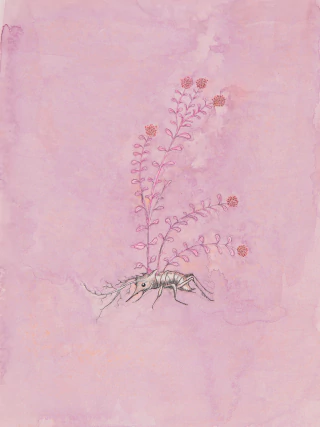 Ezequiel Albanell. Mandrágora 11, 54 x 42 cm - buy online
