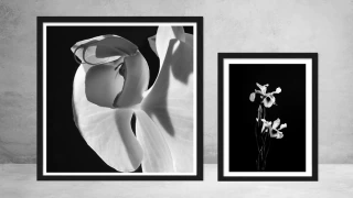 Agnes Lanfranco. Iris, 80 x 60 cm