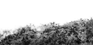 Felicitas Bonino. Bosque de Pehuenes, 58 x 112 cm
