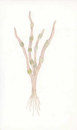 Cintia Fernandez Padin. Sin titulo, 15 x 25 cm - buy online