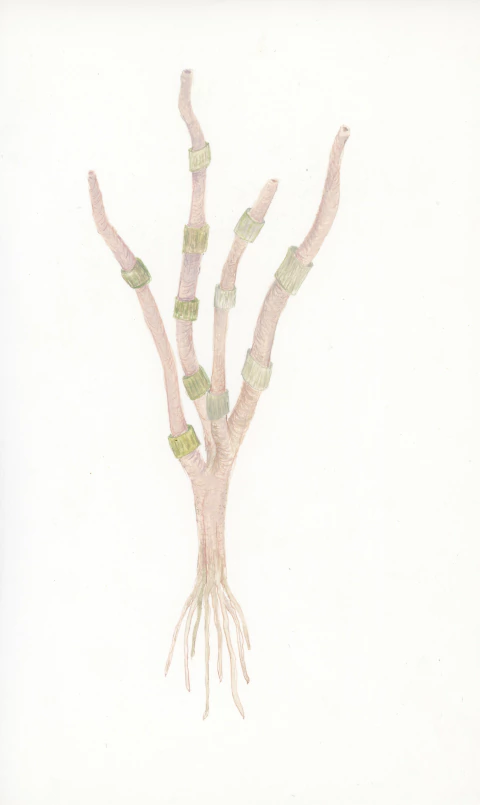 Cintia Fernandez Padin. Sin titulo, 30 x 25 cm - comprar online