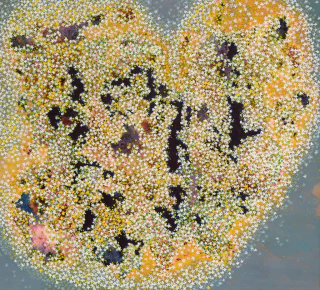 Catalina White. Sin titulo, 92 x 82 cm