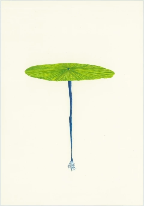 Cintia Fernandez Padin. Otras Naturalezas (coralverde), 25 x 17,5 cm