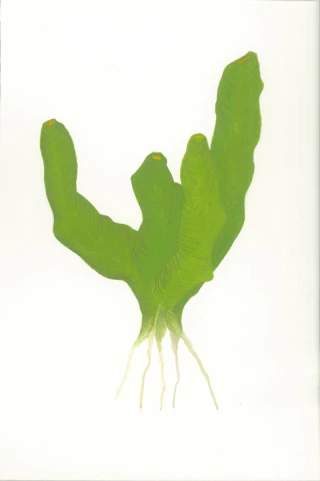 Cintia Fernandez Padin. Otras naturalezas (verde), 21 x 14 cm - comprar online