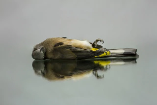 CHUCHO CAZA. DORMITANDO. DE LA SERIE ESTUCHES. 66 x 92 CM