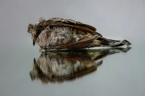 CHUCHO CAZA. NARCISO. DE LA SERIE ESTUCHES. 66 x 92 CM