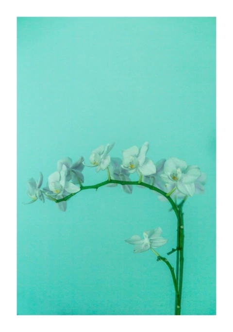 Lara Ginhson. Orquidea I, 80 x 55 cm - comprar online