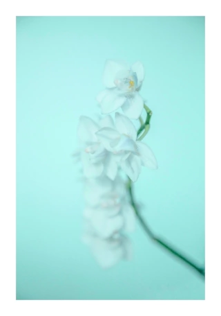 Lara Ginhson. Orquidea II, 80 x 55 cm - buy online