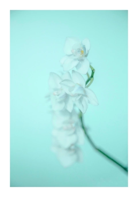Lara Ginhson. Orquidea II, 80 x 55 cm - comprar online