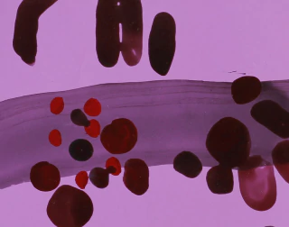 Florencia Gechter. 53 x 73 cm
