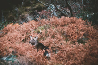 Gabriela Jerjes. Cierva de un solo lado, 55 x 75 cm - comprar online