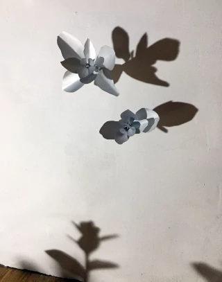 Mariana Gullco. Crasuláseas. Espacio Mìnimo de 150 x150 x30 cm.