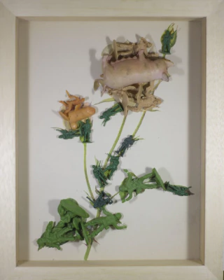 Andrés Toro. Vie en Rose, rose #1, 20x23x4cm.