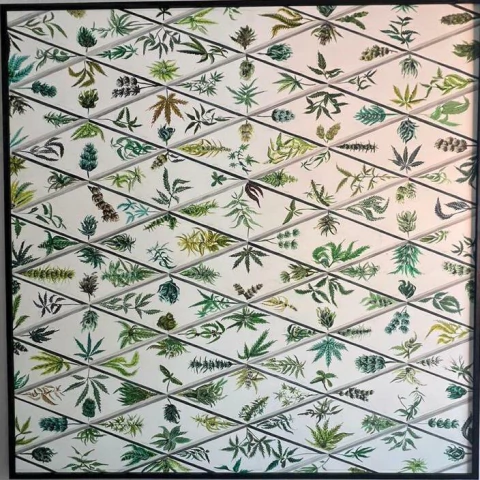 Fernando Brizuela. Herbario, 182 x 182 cm