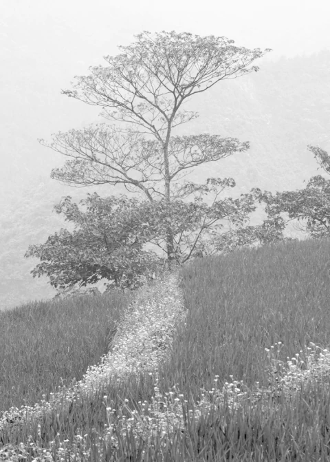Agnes Lanfranco. Zapa Tree, 60 x 80 cm - comprar online