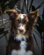 Coleira Martingale para cachorros Pêssego - (cópia) - Ruff Ruff - A Sua Loja de Coleiras - Guias Para Cães e Mais