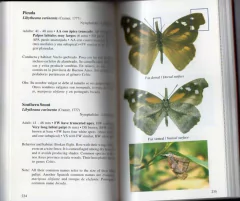Mariposas Bonaerenses - ÚLTIMO EJEMPLAR en internet