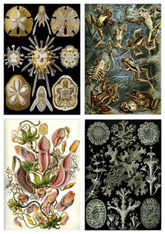 Láminas- Ilustraciones Científicas de Ernst Haeckel x 28 Unidades - La Biblioteca del Naturalista