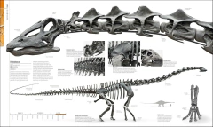 Dinosaurs and Prehistoric Life: The Definitive Visual Guide to Prehistoric Animals - tienda online