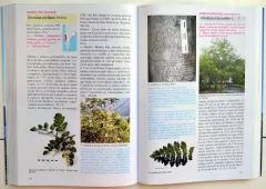 Imagen de Árboles en la Patagonia / Trees in Patagonia