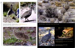 AVES ARGENTINAS (Colección Naturaleza Visual) on internet