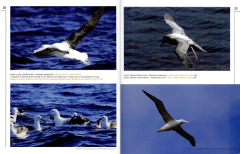 AVES ARGENTINAS (Colección Naturaleza Visual) - online store