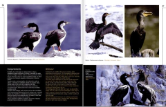 Image of AVES ARGENTINAS (Colección Naturaleza Visual)