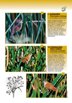 Aves de Berisso - buy online