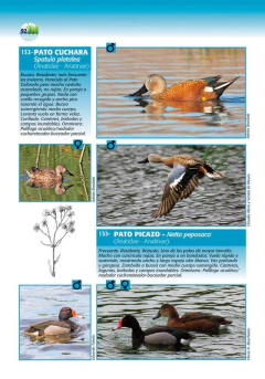 Aves de Berisso on internet
