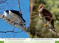 AVES DE IGUAZÚ - comprar online