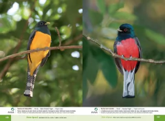 AVES DE IGUAZÚ - La Biblioteca del Naturalista