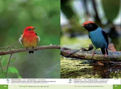 AVES DE IGUAZÚ - tienda online