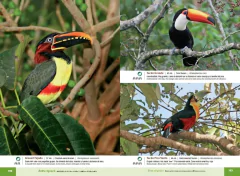 AVES DE IGUAZÚ