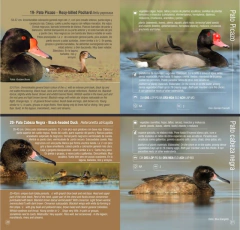 Aves del Mar de Ansenuza - Guía de Campo Bilingüe en internet