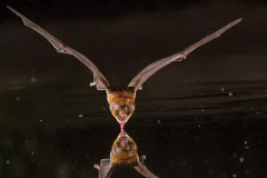 Handbook of Mammals of the World – Vol. 9 Bats (IDIOMA INGLÉS) - La Biblioteca del Naturalista