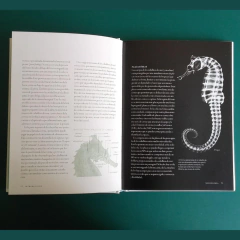 CABALLITOS DE MAR ed. 2018 - buy online