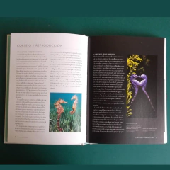 CABALLITOS DE MAR ed. 2018 on internet