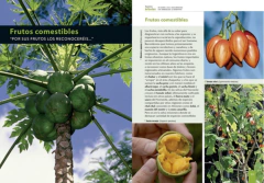 Nuestros Árboles - Chebez, Masariche en internet