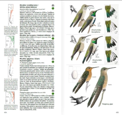 Aves de Chile - Guía de Campo en internet