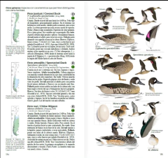 Aves de Chile - Guía de Campo - tienda online