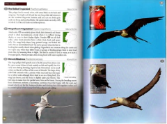Wildlife of Ecuador: A Photographic Field Guide to Birds, Mammals, Reptiles, and Amphibians - La Biblioteca del Naturalista